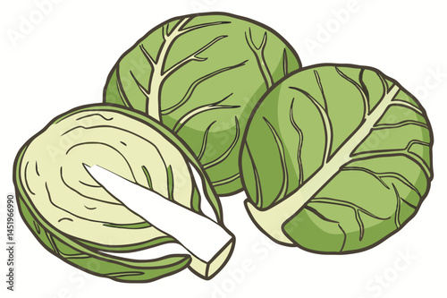 Brussels Sprouts Vegetable Vector Illustration on White Background

