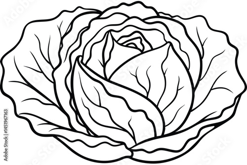 Cabbage Vegetable Vector Illustration on White Background

