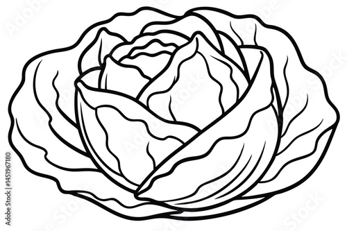 Cabbage Vegetable Vector Illustration on White Background

