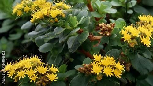 Close-up of vibrant yellow rhodiola blossoms and budding plants with green leaves in natural outdoor setting, highlighting plant beauty
