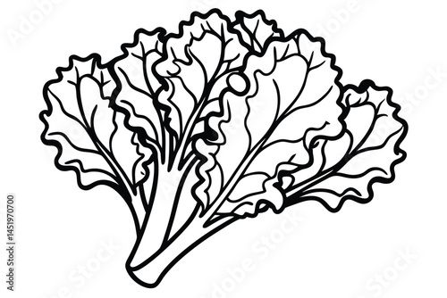 Kale Vegetable Vector Illustration Isolated on White Background

