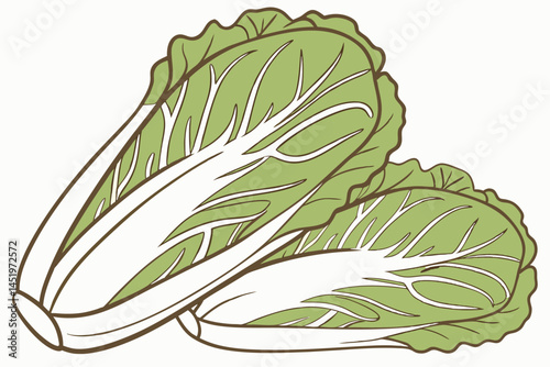 Napa Cabbage Vegetable Vector Illustration Isolated on White Background

