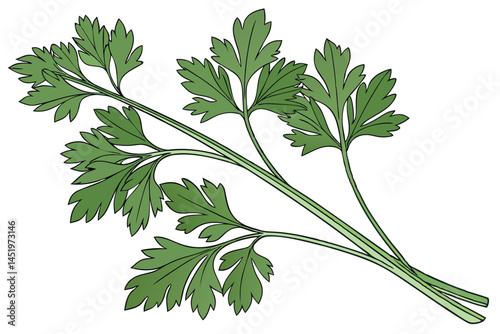 Parsley Vegetable Vector Illustration Isolated on White Background

