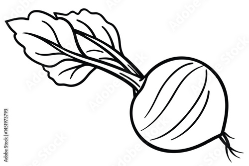 Radish Vegetable Vector Illustration Isolated on White Background


