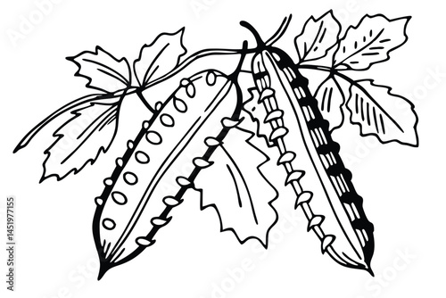 Winged Bean Vegetable Vector Illustration Isolated on White Background

