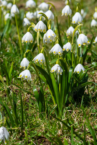 Spring Snowflake (Leucojum vernum) is a bell-shaped white flower with yellow-tipped petals, blooming in early spring in moist alpine meadows and woodlands. snowflake, flora,