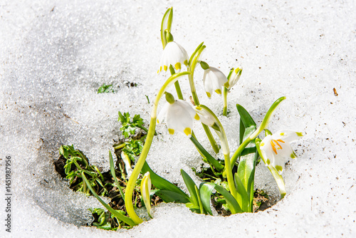 Spring Snowflake (Leucojum vernum) is a bell-shaped white flower with yellow-tipped petals, blooming in early spring in moist alpine meadows and woodlands. snowflake, flora,