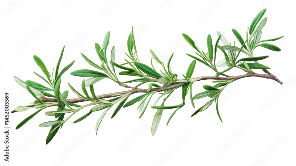 Naklejka premium Rosemary Branch on transparent background