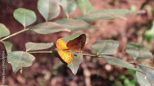 Phalanta phalantha, the common leopard or spotted rustic, is a sun-loving butterfly of the nymphalid or brush-footed butterfly family.