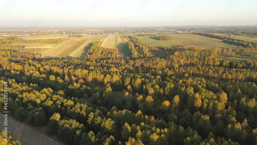 Fall forest colors under setting sun