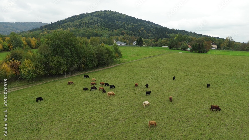 Aerial view of highland cattle on farm.