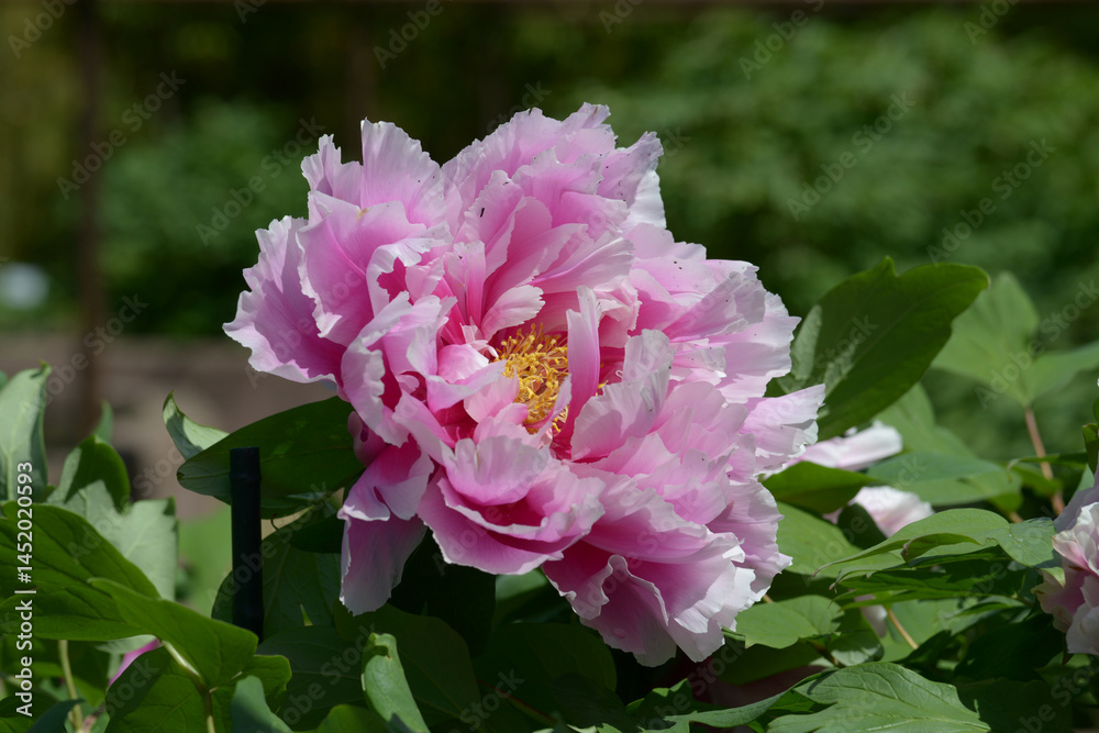 Fototapeta premium 島の藤 シャクヤク