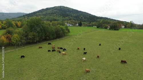 Obraz na płótnie Aerial view of highland cattle on farm. w salonie