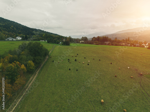 Obraz na płótnie Cows roaming in scenic rural landscape. w salonie