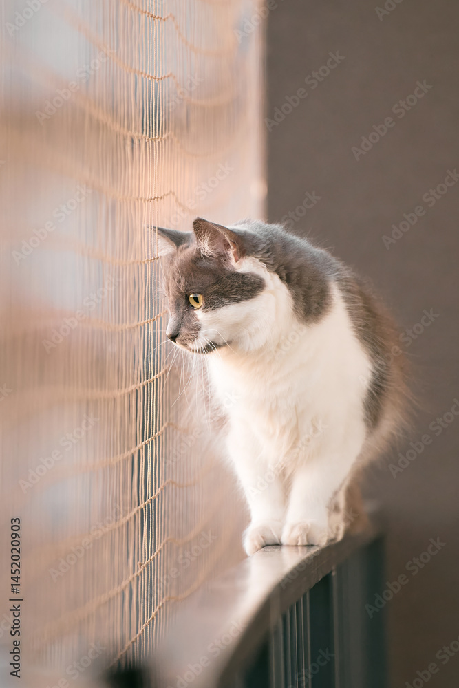 Fluffy gray cat breathes fresh air on window ledge Safety net protects