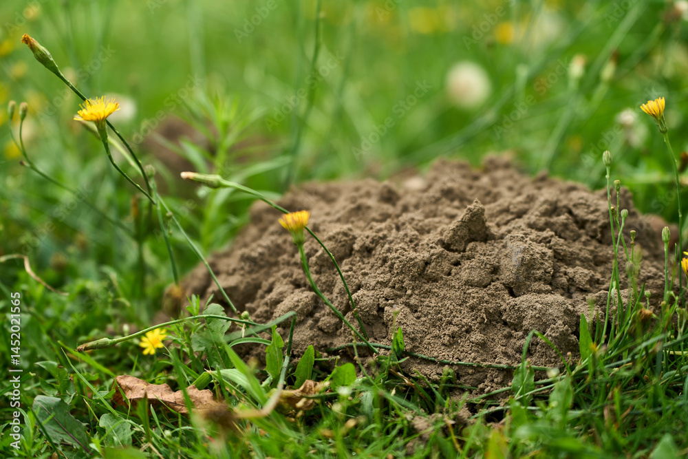 Molehill on field grass in spring