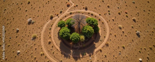drone shot of windbreak trees dividing a dry savannah landscape, visual contrast between shaded and sunlit areas