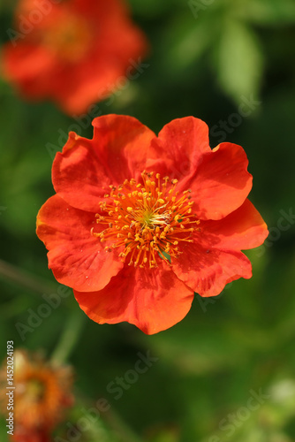 Geum coccineum in the spring garden, macro photo