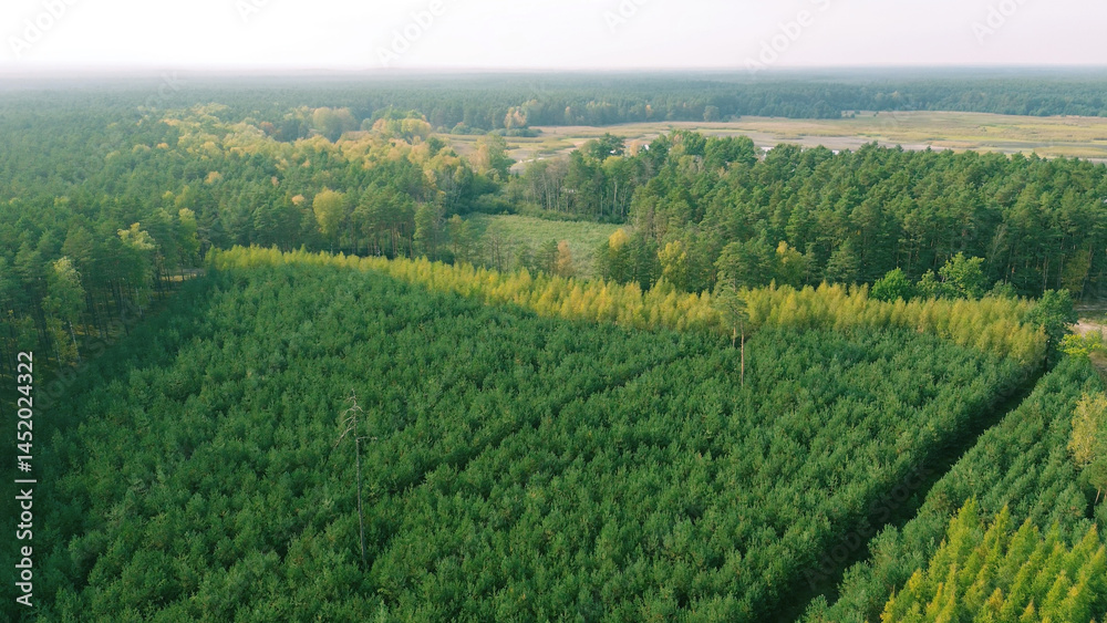 Naklejka premium Aerial view of young green pine forest