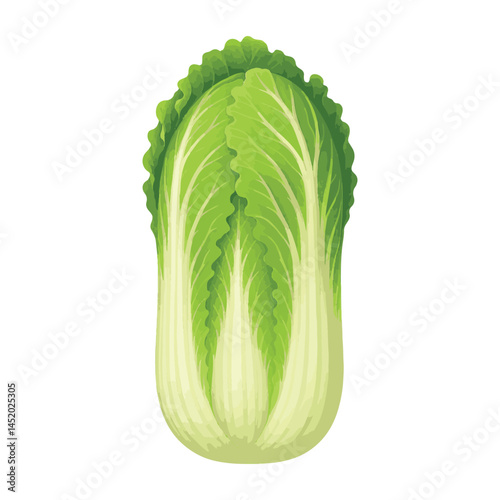 Green cabbage vector illustration. Isolated on white background. Realistic vector of a whole green cabbage with fresh layered leaves. Ideal for food packaging, farming ads, diet plans and so on.