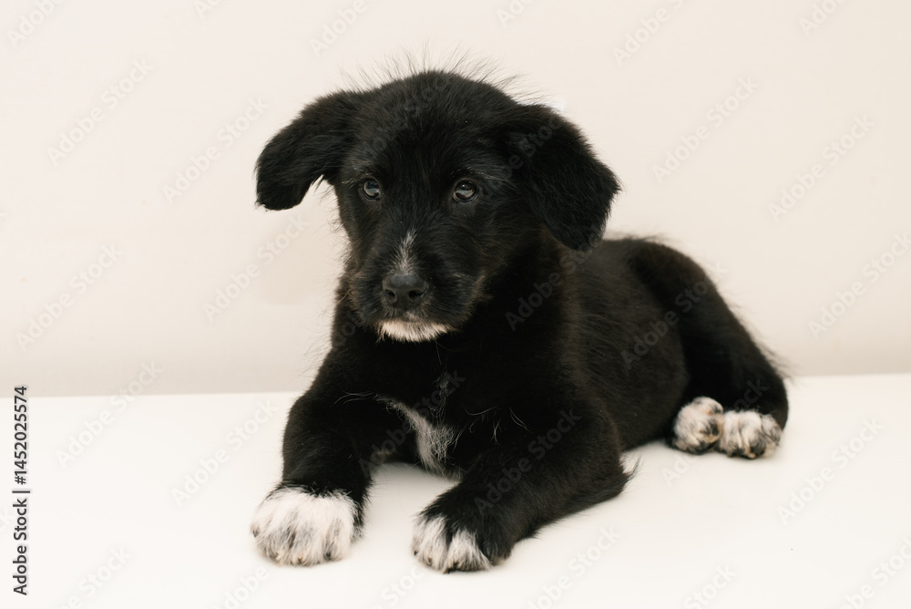 Calm Black Puppy Looking Forward