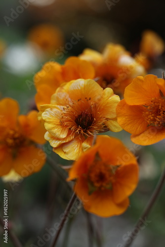 beautiful flowers of Geum coccineum in the garden, close up photo