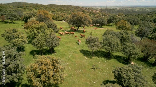 Flying Away From Cows And Horses At A Farm
