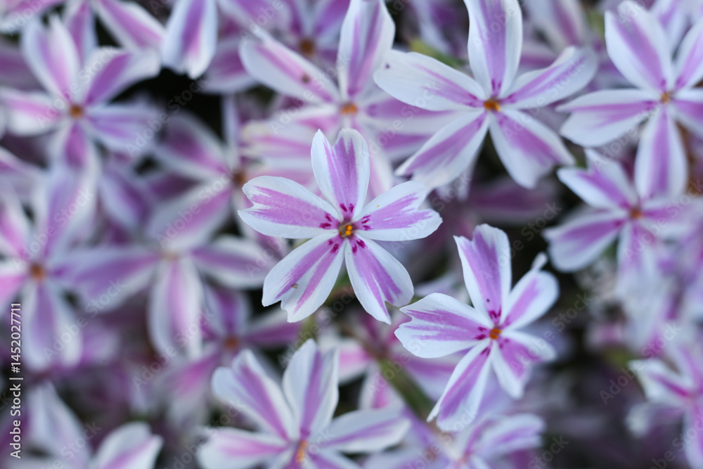 Fototapeta premium Phlox subulata, the creeping phlox, moss phlox, moss pink or mountain phlox, macro photo
