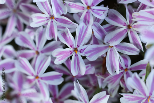 Phlox subulata, the creeping phlox, moss phlox, moss pink or mountain phlox, macro photo