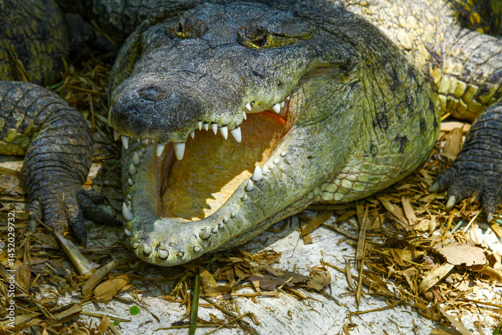 Fototapeta premium Image of crocodile lying on rock in lake.