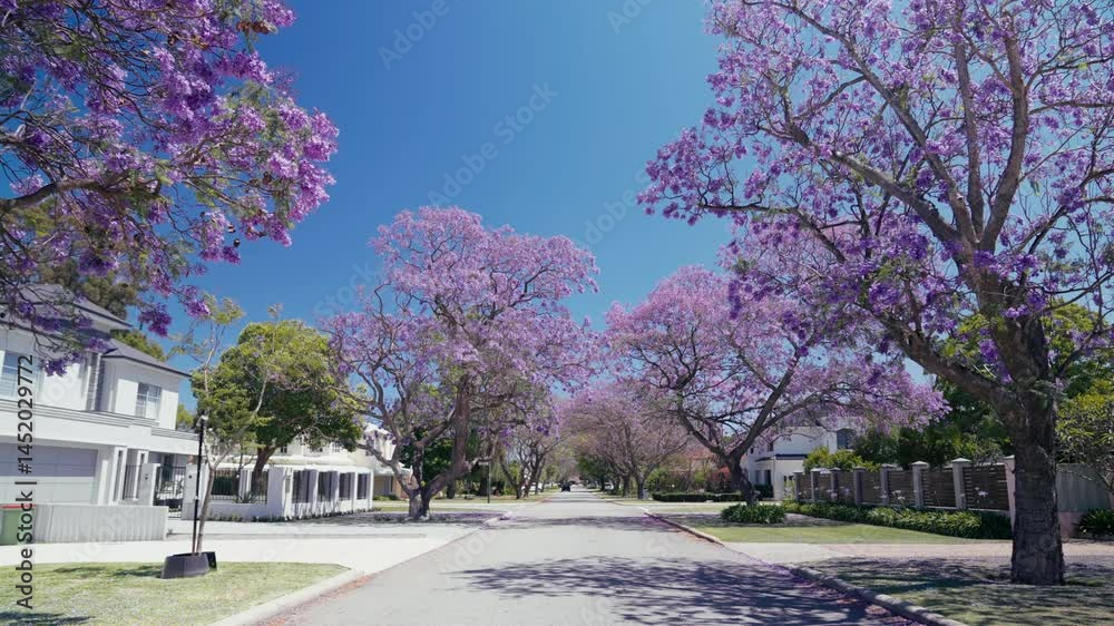 Serene spring street features blooming jacaranda trees, their purple flowers forming a stunning canopy against the blue sky