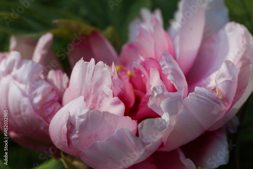 Fototapeta Naklejka Na Ścianę i Meble -  beautiful pink peony flower in the garden