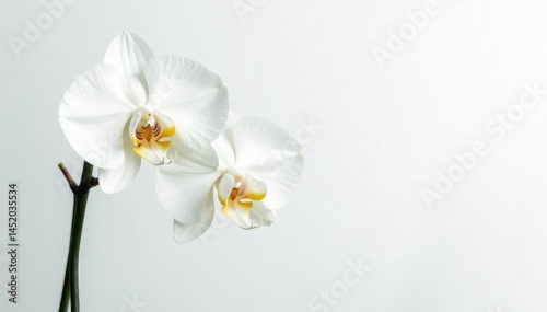 Delicate white orchid blossom against pure white , isolated, image