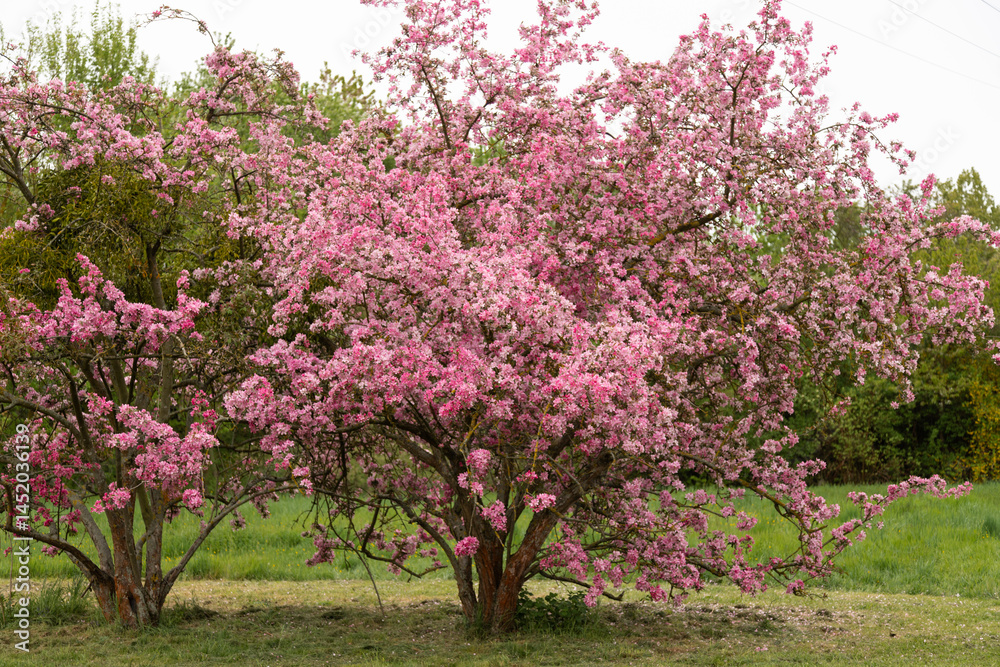 Fototapeta premium Pink blossoming apple trees in the park. A pink flowering tree. Spring Garden