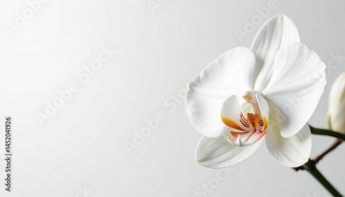 Delicate white orchid blossom against pure white backdrop, beauty, blossom, bloom