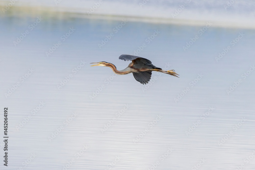 Fototapeta premium Purple Heron (Ardea purpurea) flying low over water. Close-up wildlife photo taken at Arrocampo Bird Park, Extremadura, Spain