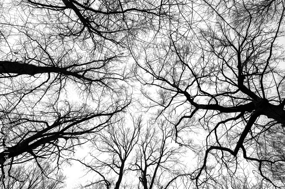 Tree branches isolated on white background. Dead tree without leaves. Black trees silhouettes on sky background. Bare branches trees in winter. Branch pattern texture.