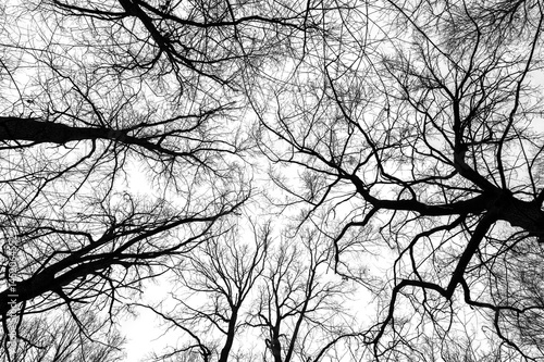 Obraz na płótnie Tree branches isolated on white background. Dead tree without leaves. Black trees silhouettes on sky background. Bare branches trees in winter. Branch pattern texture. w salonie