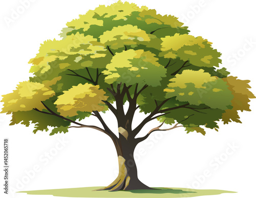 A Hornbeam Tree (Carpinus betulus), with fluted bark and toothed leaves, isolated on a white background.