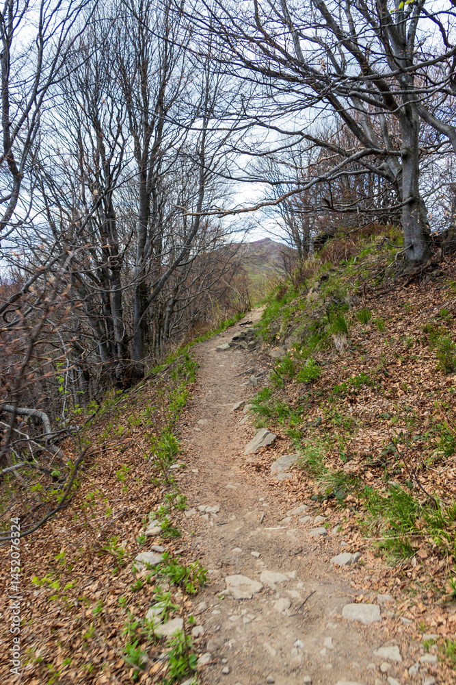 Fototapeta premium A winding dirt path surrounded by leafless trees on a hillside, leading toward distant mountains under a cloudy sky in early spring. Ideal for outdoor and hiking themes.