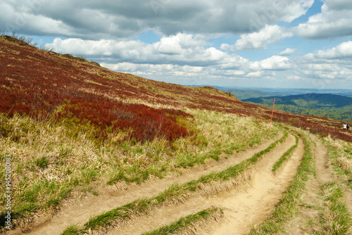 Fototapeta Naklejka Na Ścianę i Meble -  Scenic landscape in Bieszczady mountains featuring winding dirt path through vibrant greenery and red bushes under a partly cloudy sky, perfect for outdoor activities.