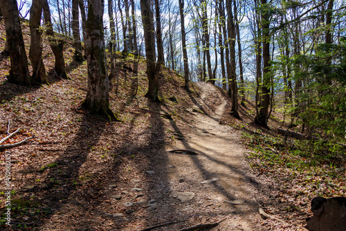 Fototapeta Naklejka Na Ścianę i Meble -  Scenic hiking trail winding through lush trees in Bieszczady Mountains, showcasing vibrant greenery and dappled sunlight filtering through the leaves, creating a peaceful atmosphere.