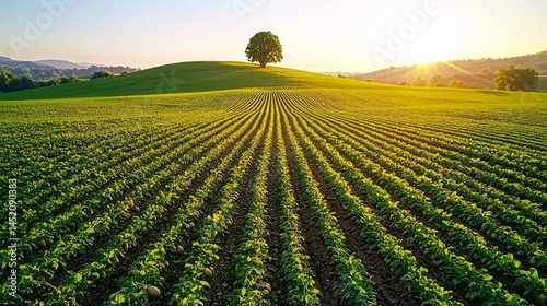Minimalist potato field scene at dawn, sparse layout, single tree on hill behind field, warm morning glow, long shadows, earthy tones with soft gradients