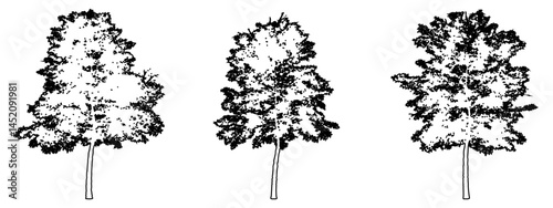 Set or collection of Lacebark Elm trees as black line drawing silhouette on white background. Concept or conceptual vector for nature, planet, ecology conservation, strength, endurance and  beauty