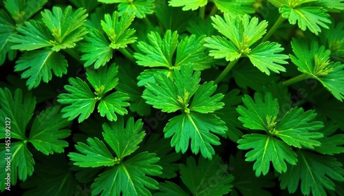 Intricate parsley leaf pattern, vibrant green hues , design element, photography
