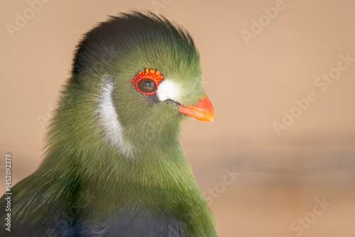 Photos Green colored head of a white-cheeked turaco with an orange colored beak and eye ring