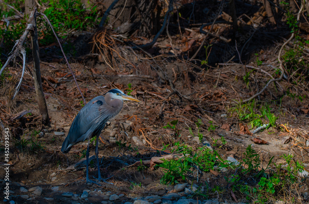Fototapeta premium Great blue heron standing still at the edge of the forest