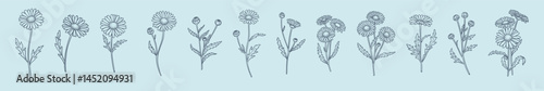 a set of daisy flowers in a linear hand-drawn style