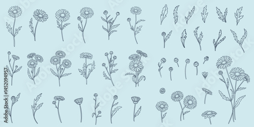 a set of daisy flowers in a linear hand-drawn style