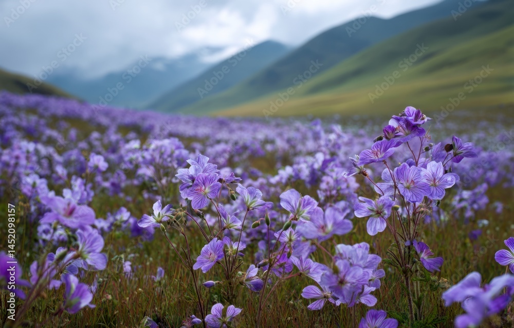 Explore Violet Flowers Field in Nature, Scenic Meadows View with Mountain Background, Freshness Explore Violet Flowers Field in Nature, Scenic Meadows View with Mountain Background, Freshness